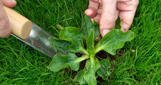 Does Weed Control Landscape Fabric Work?