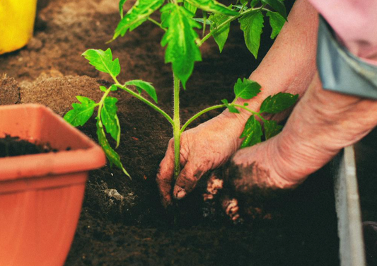 How To Use Compost In Your Garden